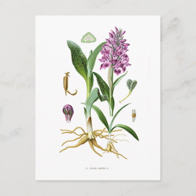 Carte Postale Orchis latifolia (Devant)