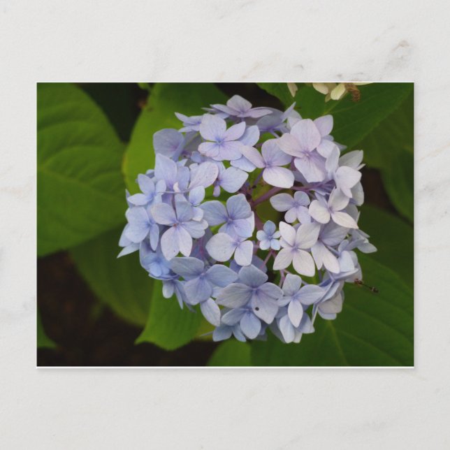 Carte Postale Ordensie (Devant)