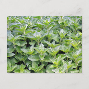 Carte Postale Oregano parfumé