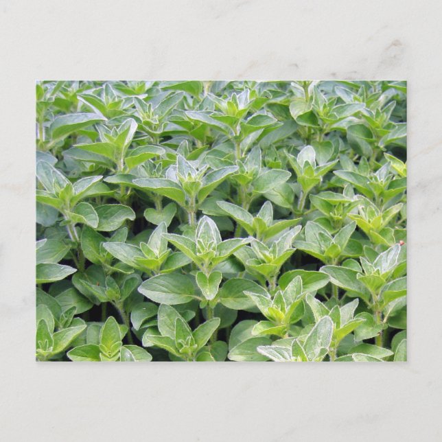 Carte Postale Oregano parfumé (Devant)