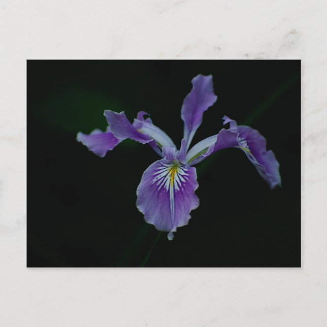 Carte Postale Oregon Iris 01 (Devant)