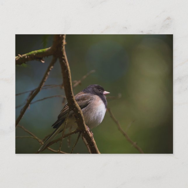 Carte Postale Oregon Junco (Devant)