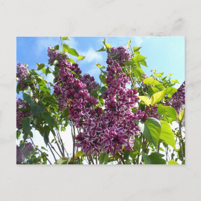 Carte Postale Oregon Lilacs (Devant)