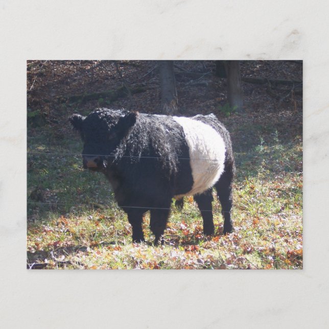 Carte Postale Oreo Cow (Devant)