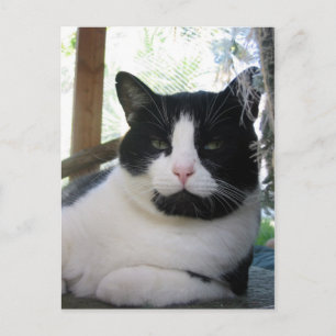 Carte Postale Oreo le chat