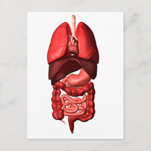 Carte Postale Organes Des Systèmes Respiratoires Et Digestifs