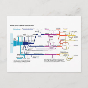 Carte Postale Organigramme du système de justice pénale américai