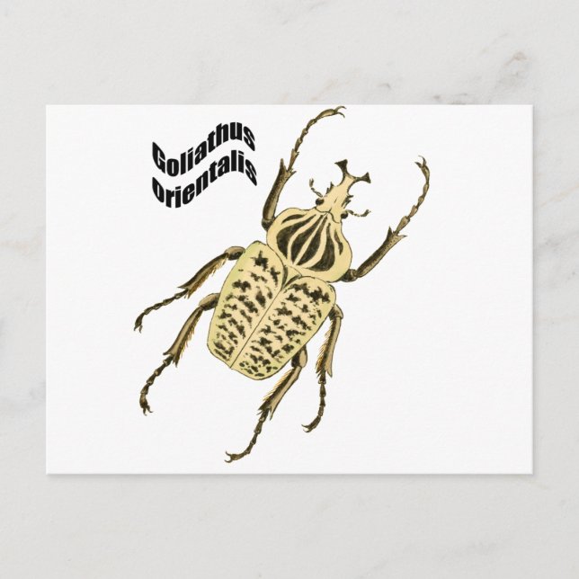 Carte Postale Orientalis de Goliathus (Devant)