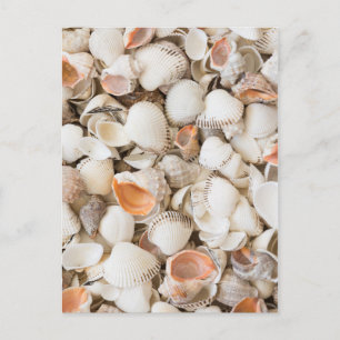 Carte Postale Originale nature motif style Seashell arrière - pl