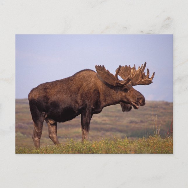 Carte Postale orignal, Alces alces, taureau avec grands bois (Devant)