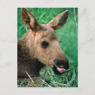 Carte Postale orignal, Alces alces, veau allongé dans l'herbe, K