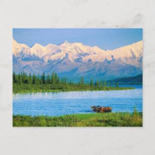 Carte Postale Orignal mâle dans le Wonder Lake