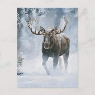 Carte Postale Orignal mâle marchant à travers la neige boréale