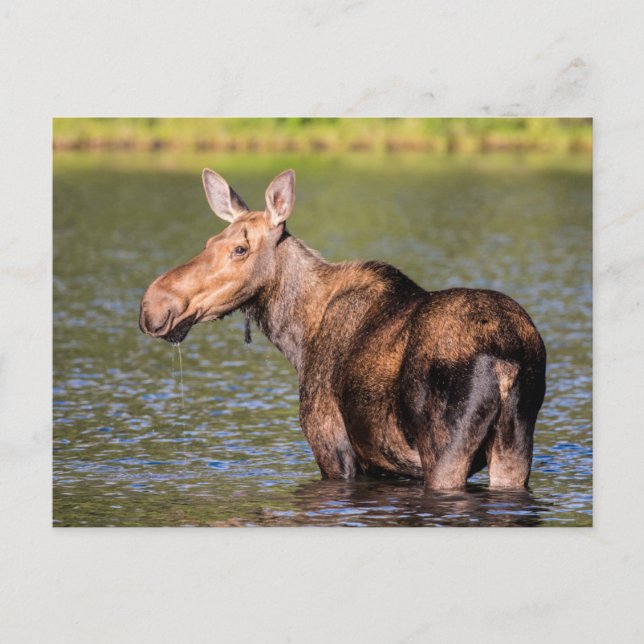 Carte Postale Orignal se nourrissant dans le parc national de Gl (Devant)