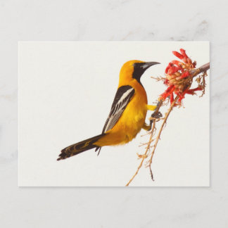 Carte Postale Oriole à capuchon