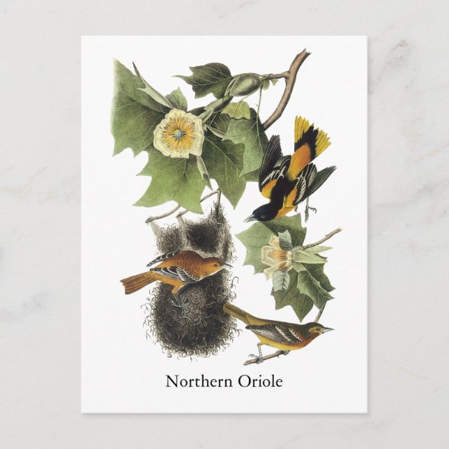 Carte Postale Oriole du Nord, John Audubon (Devant)