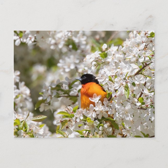 Carte Postale Oriole Et Dogwood (Devant)