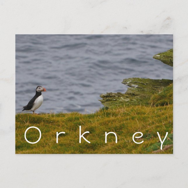 Carte postale Orkney Puffin (Devant)