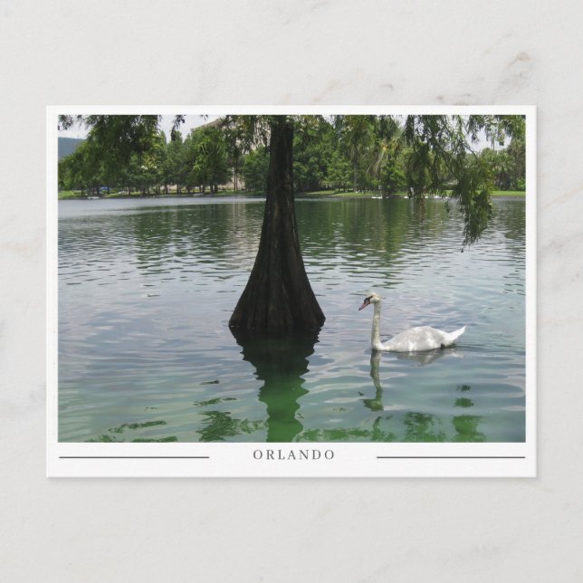 Carte Postale Orlando Swan - Park Lake in Florida (Devant)
