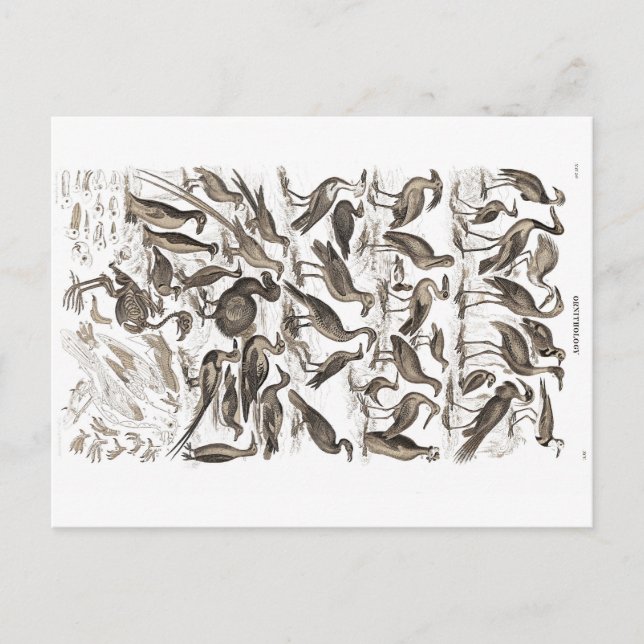 carte postale ornithologie (Devant)