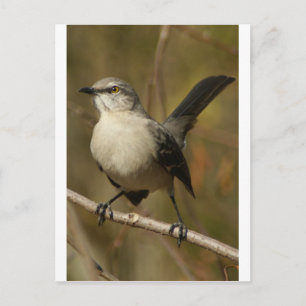 Carte Postale Ornithologie de Mockingbird