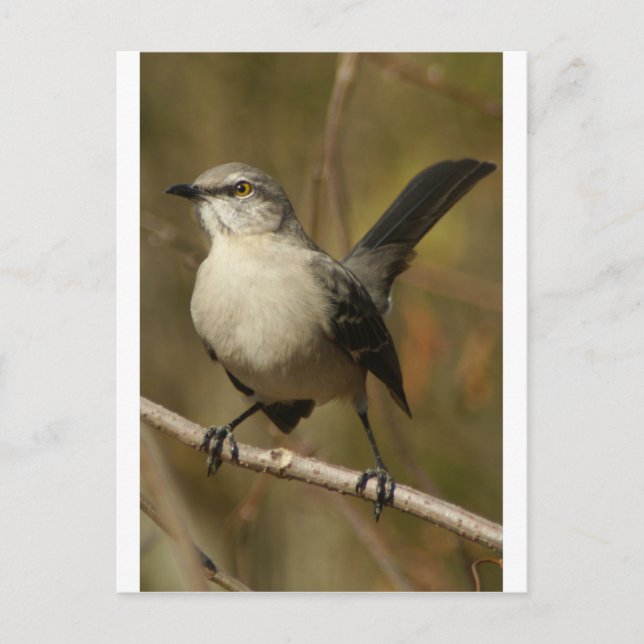 Carte Postale Ornithologie de Mockingbird (Devant)