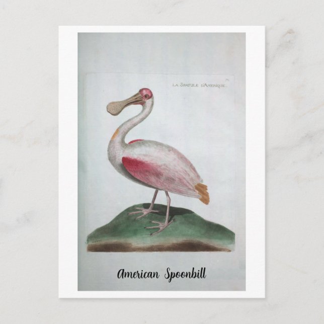 Carte Postale Ornithologie - Spatule américaine (Devant)