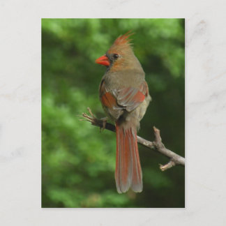 Carte postale ornithologique du Nord