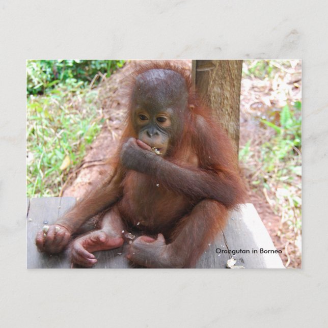 Carte Postale Orphelin Orangoutan Bébé Mange des cacahuètes (Devant)