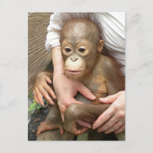 Carte Postale Orphelins