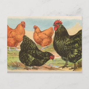 Carte Postale Orpingtons