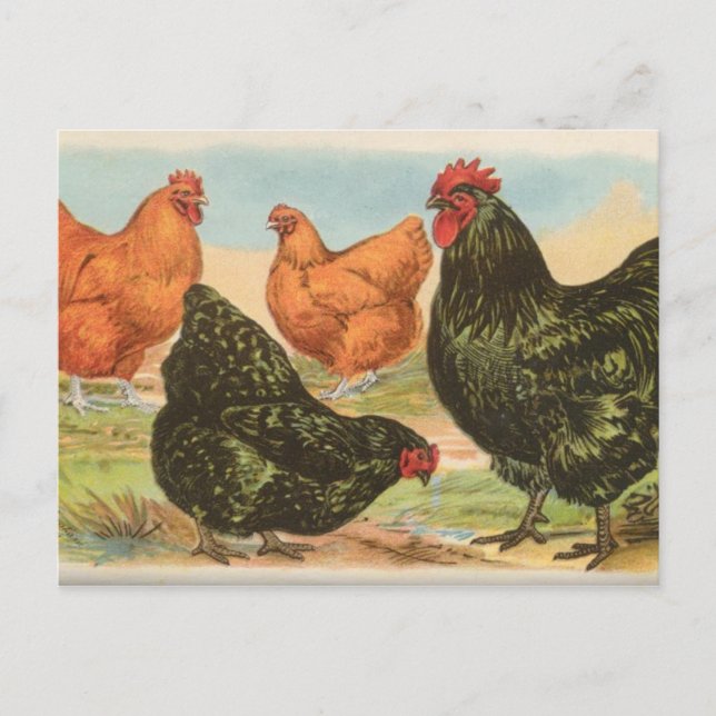 Carte Postale Orpingtons (Devant)