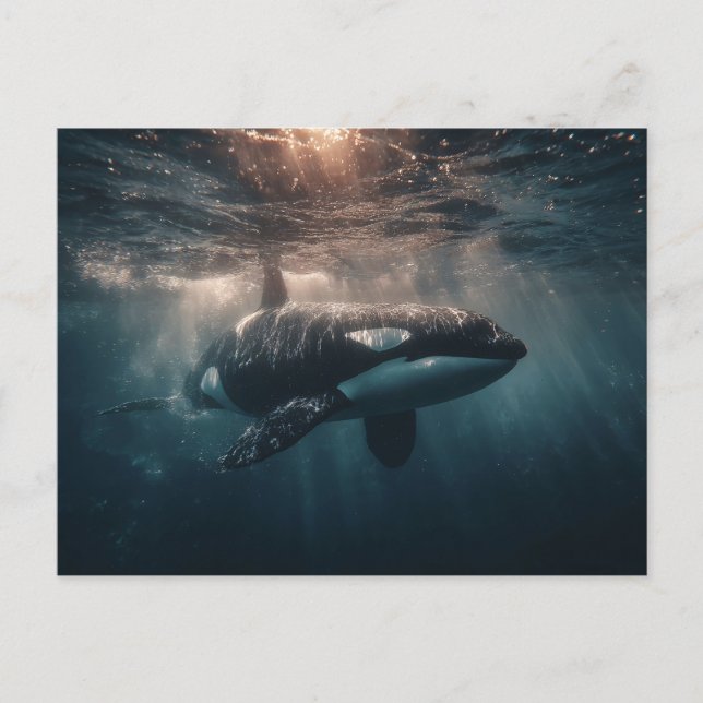 Carte Postale Orque nageant dans les eaux profondes (Devant)