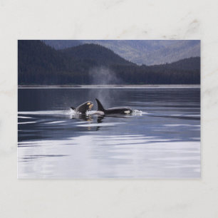 Carte Postale Orques de l'Alaska Nager Baleines tueuses Alaska