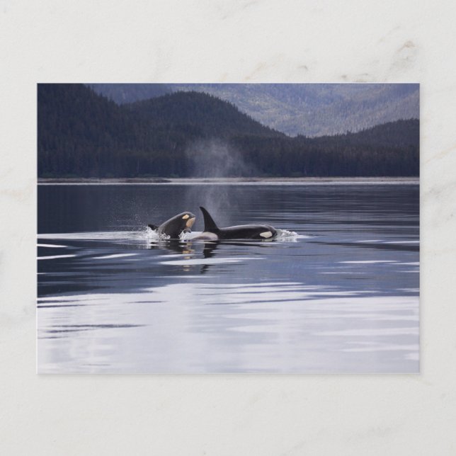 Carte Postale Orques de l'Alaska Nager Baleines tueuses Alaska (Devant)