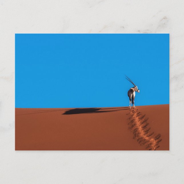 Carte Postale Oryx Antelope at the Namib Desert (Devant)