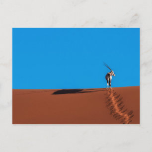 Carte Postale Oryx Antelope at the Namib Desert