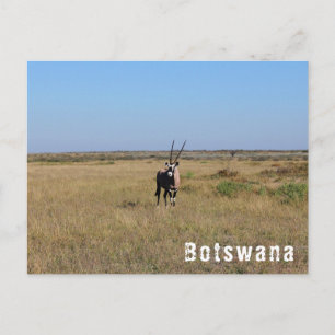Carte Postale Oryx du Botswana Animaux sauvages Paysage de savan