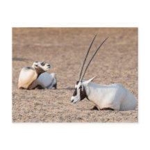Oryxes dans le désert