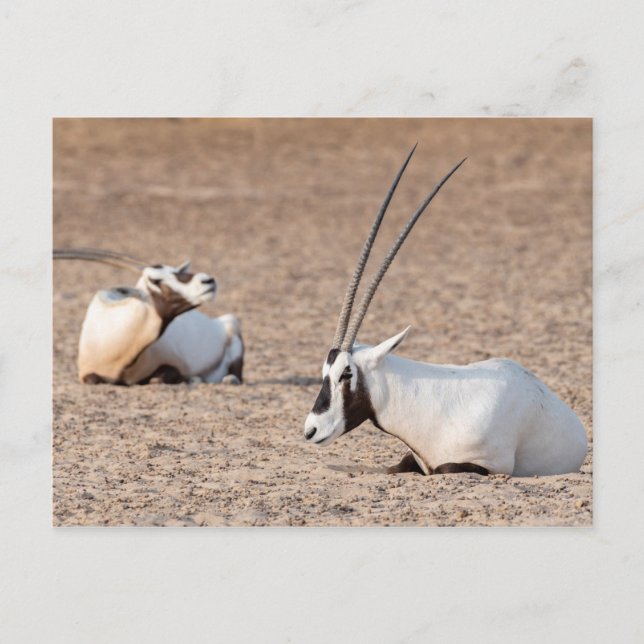 Carte Postale Oryxes dans le désert (Devant)