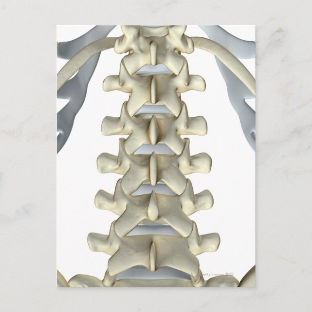 Carte Postale Os de Lumbar Vertebrae (Devant)