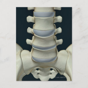 Carte Postale Os de Lumbar Vertebrae 2