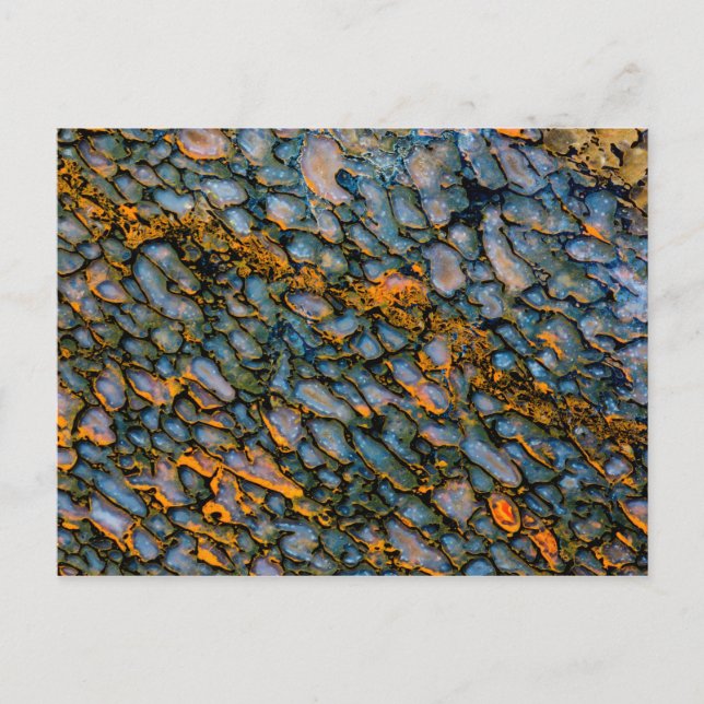 Carte Postale Os Dinosaure Petrifié (Devant)