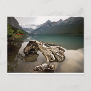 Carte Postale Os dragon