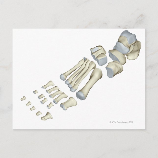 Carte Postale Os du pied 9 (Devant)