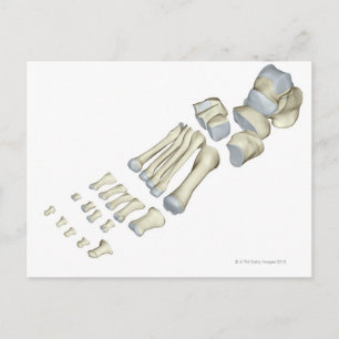 Carte Postale Os du pied 9