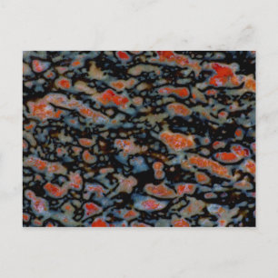 Carte Postale Os Petrifié Petrifié