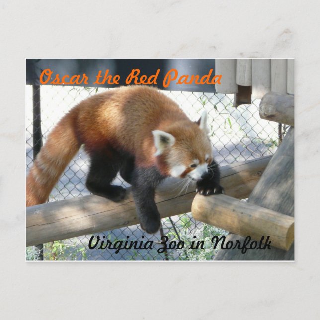 Carte Postale Oscar le panda rouge au Norfolk Zoo (Devant)