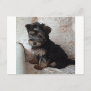 Carte Postale Oscar Yorkshire Terrier Chiot