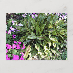 Carte Postale Oseille à Veines Rouges Fleurs d'Impatiens Roses J